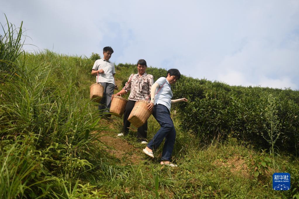 在廣西蒼梧縣六堡鎮(zhèn)山坪村，祝雪蘭（前）和村民采茶后走下茶山（2022年9月22日攝）。新華社記者 陸波岸 攝